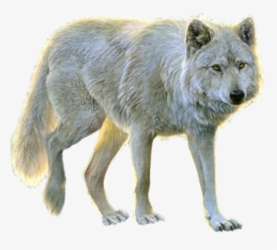 Lupus Tundrarum,terrestrial Animal,red Paint,kunming - Transparent Background White Wolf Png, Png Download, Transparent PNG