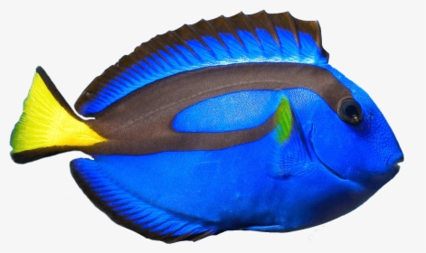 Blue Tang Fish Png, Transparent Png, Transparent PNG