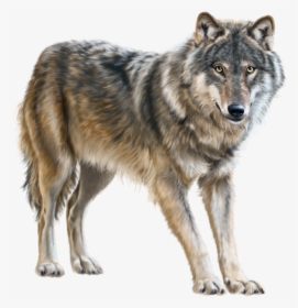 Transparent Running Wolf Clipart - Wolf Transparent Background, HD Png Download, Transparent PNG