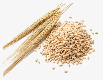 Barley Grain Png Clipart - Barley Seeds, Transparent Png, Transparent PNG