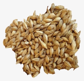 Barley Grain Png Hd Image - Barley Transparent Background, Png Download, Transparent PNG