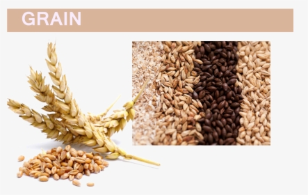 Grain Png Pic - Wheat And Barley, Transparent Png, Transparent PNG