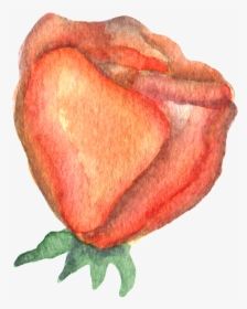 Hand Drawn Render Rose Watercolor Transparent - Sketch, HD Png Download, Transparent PNG