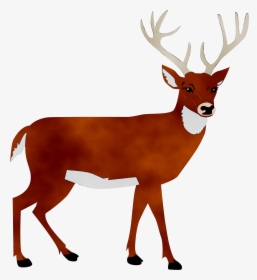 White-tailed Deer Portable Network Graphics Clip Art - Deer Png Clipart, Transparent Png, Transparent PNG