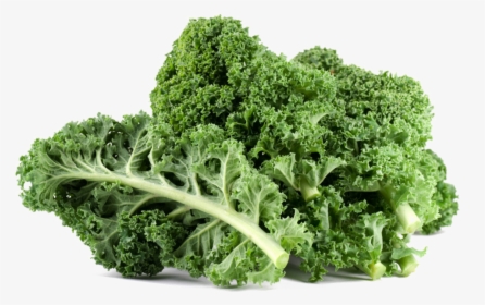 Download Kale Png File For Designing Project - Kale Vegetable, Transparent Png, Transparent PNG