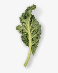 Kale Leaf Png, Transparent Png, Transparent PNG