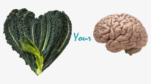 Benefits Of Kale & Your Brain - Real Brain, HD Png Download, Transparent PNG