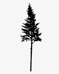 Pine Tree Silhouette Transparent Background, HD Png Download, Transparent PNG
