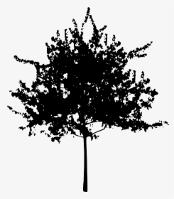 Pine Family,plant,leaf - Small Tree Silhouette Png, Transparent Png, Transparent PNG