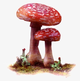 Mushrooms Vector Wild Mushroom - Red Mushrooms Png, Transparent Png, Transparent PNG