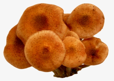 Mushrooms Png Image, Transparent Png, Transparent PNG