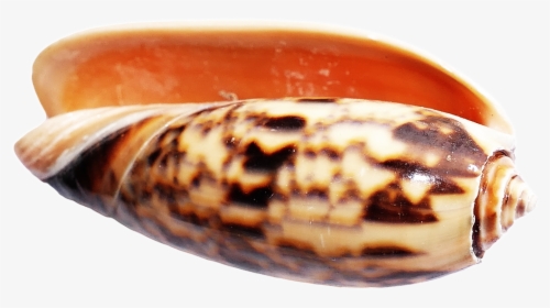 Cone Snail Shell No Background, HD Png Download, Transparent PNG