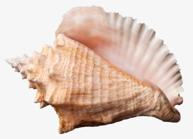 Conch Shell Transparent Background, HD Png Download, Transparent PNG