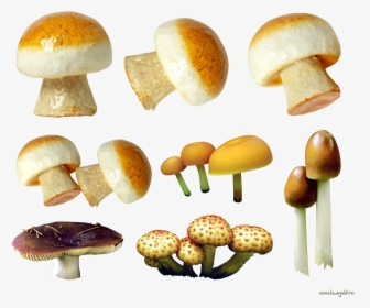 Variety Of Mushrooms Png Image - Mushroom, Transparent Png, Transparent PNG