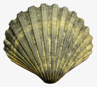 Download Shell Png File - Shell Png, Transparent Png, Transparent PNG