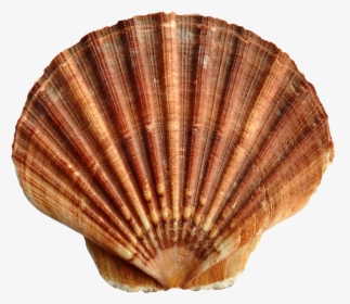 Sea Ocean Shell Png Image, Transparent Png, Transparent PNG