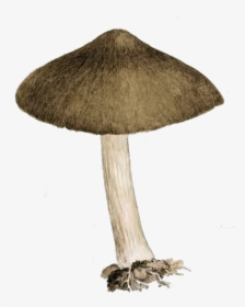 Vector Mushroom Vintage - Vintage Mushroom Png, Transparent Png, Transparent PNG