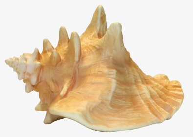 Conch Shell With Transparent Background, HD Png Download, Transparent PNG
