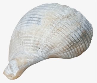 Beach Shell No Background Image - Shells With Clear Background, HD Png Download, Transparent PNG