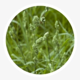 Alfalfa Sprouts, HD Png Download, Transparent PNG