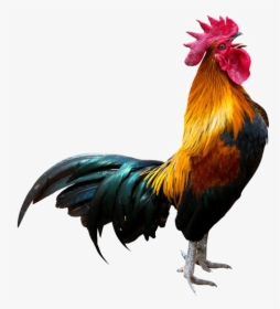 Rooster Transparent Background Png - Crowing Rooster, Png Download, Transparent PNG