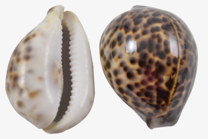 Shell Transparent Cowrie - Tiger Cowrie Shell, HD Png Download, Transparent PNG