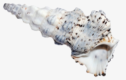Sea Ocean Shell Png Image, Transparent Png, Transparent PNG