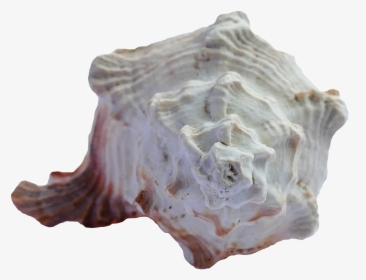 Sea Ocean Shell, HD Png Download, Transparent PNG