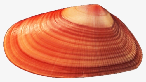 Mussel Background Png - Red Seashell Png, Transparent Png, Transparent PNG