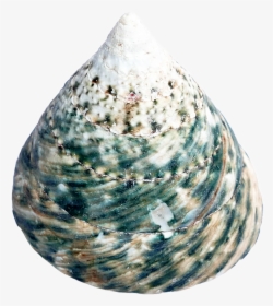 Mussel, HD Png Download, Transparent PNG