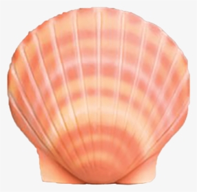 Shell, HD Png Download, Transparent PNG