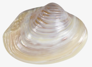 Pink Mussel Shell 6-8 - Sea Shell No Back Ground, HD Png Download, Transparent PNG