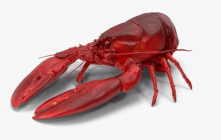 Lobster Png Image With Transparent Background - Lobster Transparent Background, Png Download, Transparent PNG