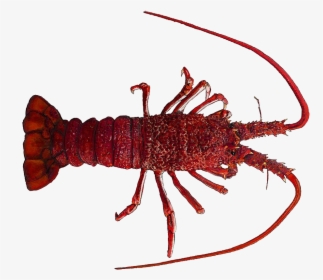 Lobster Png Free Images - Southern Rock Lobster, Transparent Png, Transparent PNG
