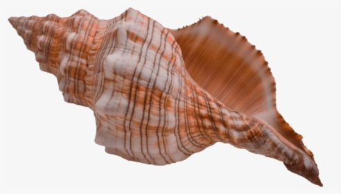 Conch Shell Png, Transparent Png, Transparent PNG