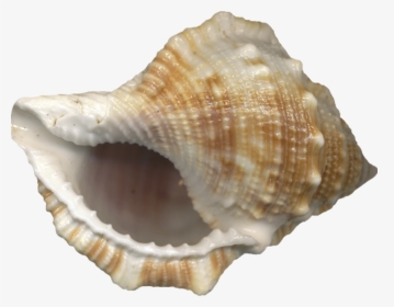 Içinden Ses Gelen Deniz Kabuğu - Conch Shell No Background, HD Png Download, Transparent PNG