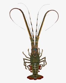 Lobster-bamboo Painted - American Lobster, HD Png Download, Transparent PNG