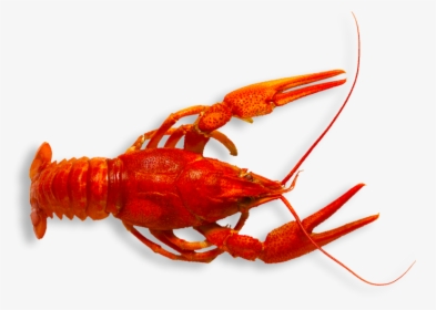 Spiny-lobster - Crawfish Png, Transparent Png, Transparent PNG