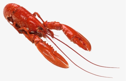 Lobster Png Background - Small Lobster, Transparent Png, Transparent PNG