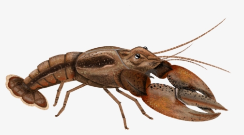 Transparent Crayfish Png - Insect, Png Download, Transparent PNG