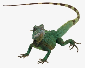 Lizard Png, Transparent Png, Transparent PNG