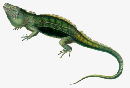 Agamas Lacertids Lizard Reptile Green Iguana - Transparent Iguana, HD Png Download, Transparent PNG