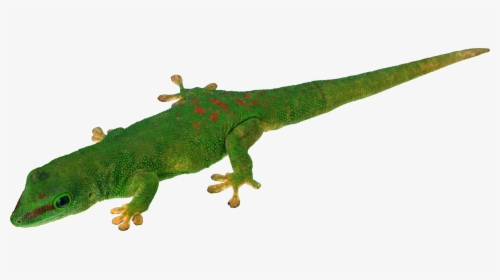 Crocodile And Lizard Clipart, HD Png Download, Transparent PNG