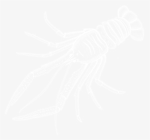 Johns Hopkins White Logo, HD Png Download, Transparent PNG