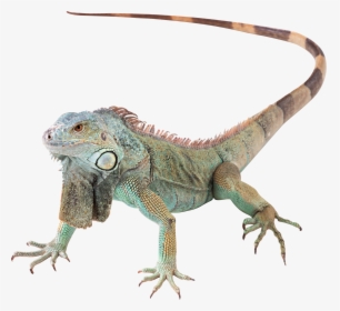 Lizard Png - Green Iguana Png, Transparent Png, Transparent PNG
