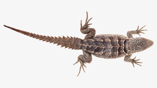 Lizard Png - Chipkali Png, Transparent Png, Transparent PNG