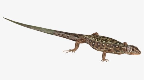 Lizard Png Download - Gekkonidae, Transparent Png, Transparent PNG