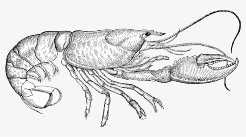 Collection Of Free Lobster Drawing Sketch - Sketch Lobster Drawing, HD Png Download, Transparent PNG