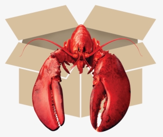 American Lobster, HD Png Download, Transparent PNG