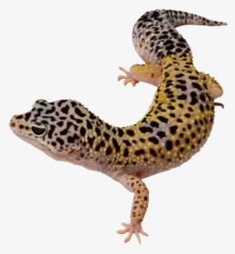23784 - Transparent Background Leopard Gecko Png, Png Download, Transparent PNG
